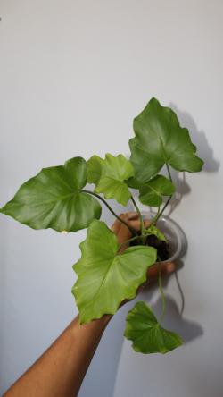 Sadnice - sobne biljke: Philodendron Selloum